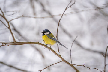 Great tit Parus Major on a snow tree in winter park, Ukraine. Bird in nature