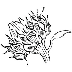 Sunflower flower. Floral botanical flower. Isolated illustration element. Vector hand drawing wildflower for background, texture, wrapper pattern, frame or border.