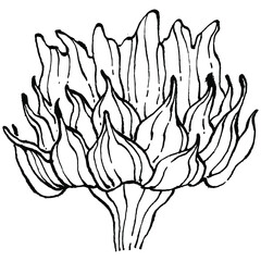 Sunflower flower. Floral botanical flower. Isolated illustration element. Vector hand drawing wildflower for background, texture, wrapper pattern, frame or border.