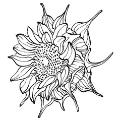 Fototapeta premium Sunflower flower. Floral botanical flower. Isolated illustration element. Vector hand drawing wildflower for background, texture, wrapper pattern, frame or border.