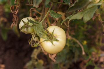 Soft focused shot of growing unripe green tomatoes on bushes. fresh organic farm vegetables, healthy food, seasonal harvest