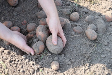 Male hands hold potatoes in the vegetable garden 