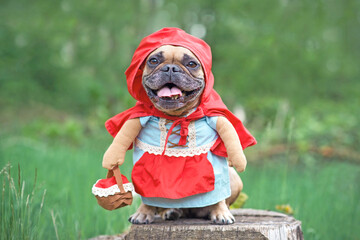 French Bulldog dog dressed up as fairy tale character Little Red Riding Hood with full body...