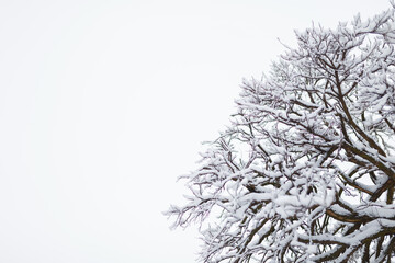 Tree branches covered with snow at winter day. Close up, copy space.