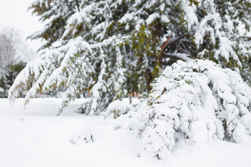 Thuja branches covered with snow at winter day. Close up, copy space.