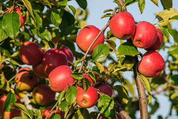 Ripe liquid red apples close-up on an apple tree branch