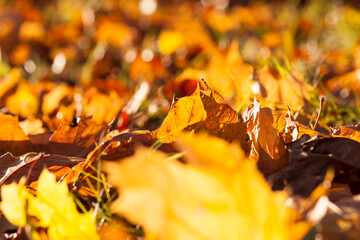 orange and yellow maple foliage