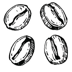 Coffee tree and beans in graphic style hand draw on white background. Isolated object with engraved style illustration. The best for design logo, menu, label, icon, stamp.