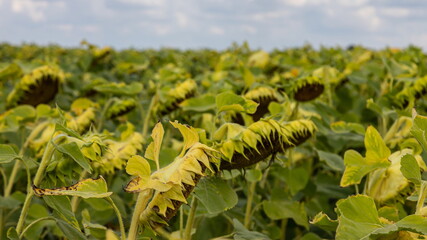 A basket of ripe sunflower on the field