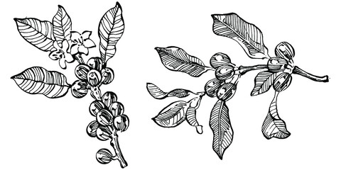 Coffee tree and beans in graphic style hand draw on white background. Isolated object with engraved style illustration. The best for design logo, menu, label, icon, stamp.