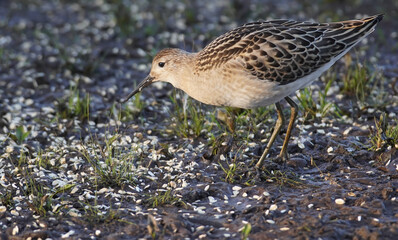 female Ruff Philomachus pugnax on the river bank