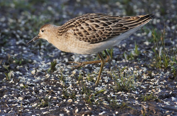 female Ruff Philomachus pugnax on the river bank