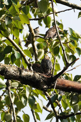 Common starling (Sturnus vulgaris) on a tree. summer