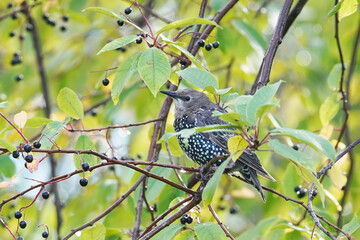 Common starling (Sturnus vulgaris) on a tree. summer