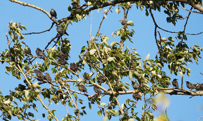Common starling (Sturnus vulgaris) on a tree. summer
