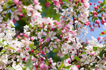 flowers in the spring season