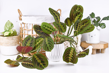 Tropical 'Maranta Leuconeura Tropical 'Maranta Leuconeura Fascinator' houseplant with leaves with exotic red stripe pattern with other home decor items - obrazy, fototapety, plakaty
