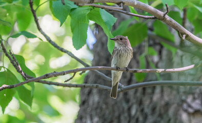 gray flycatcher on a tree in the forest