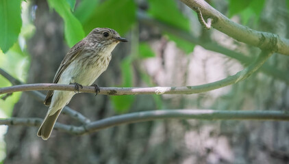 gray flycatcher on a tree in the forest