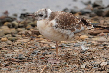 chick seagull on the river bank. summer