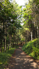 Obraz premium Photo of the path at the top of Cikancung hill with pine trees around it