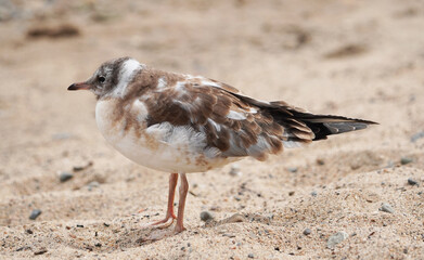 chick seagull on the river bank. summer