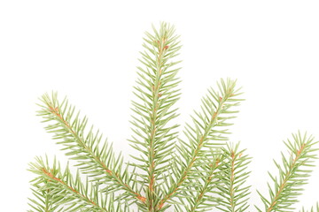 spruce branches on a white background