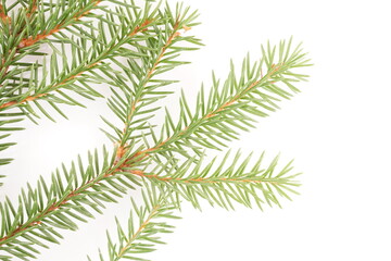 spruce branches on a white background