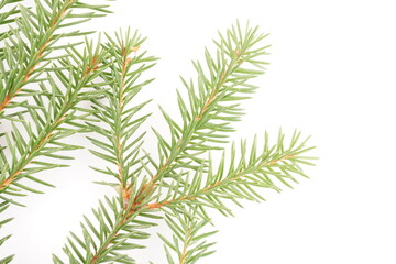 spruce branches on a white background