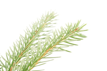 spruce branches on a white background