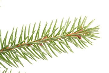spruce branches on a white background