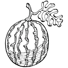 Watermelon sketch vector drawing. Isolated hand drawn berry on white background. Summer berry engraved style illustration. Decoration for food packaging.