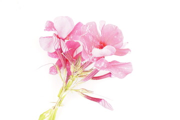 pink phlox on white background