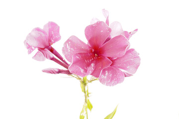 pink phlox on white background