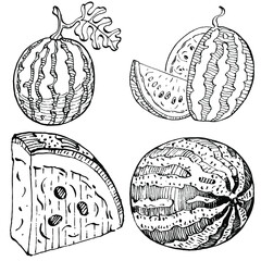 Watermelon sketch vector drawing. Isolated hand drawn berry on white background. Summer berry engraved style illustration. Decoration for food packaging.
