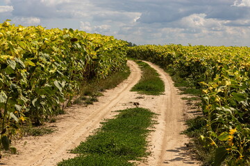 Fototapeta na wymiar Ready ripe withered sunflowers on the field along a rural road