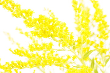 goldenrod flower on white background