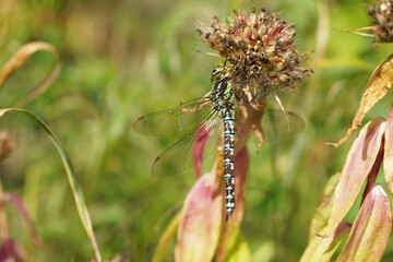 dragonfly on a plant stem. summer