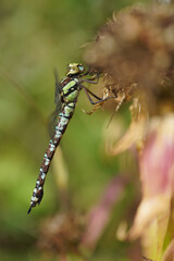 dragonfly on a plant stem. summer