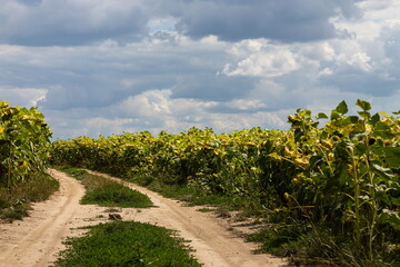 Ready ripe withered sunflowers on the field along a rural road