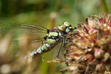 dragonfly on a plant stem. summer