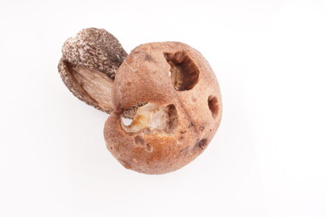beautiful mushrooms on a white background