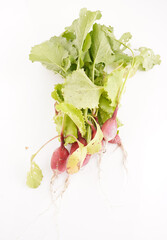 radish on a white background