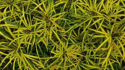 Background photo of a pile of ornamental plants sticking out along the fence in the Cikancung area, Indonesia