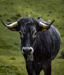 Demon cow 