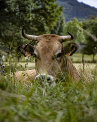 cow in the field