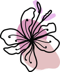 lily isolated on white background