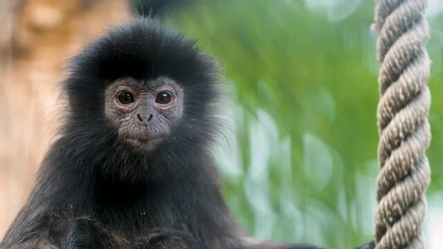 Close-up filming portrait of wrinkled black furred face of javan Surili monkey. Cute adorable face of mammal ape creature looking at camera. Amazing wildlife humanlike species of tropical nature.