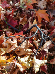 autumn leaves with a tree twig