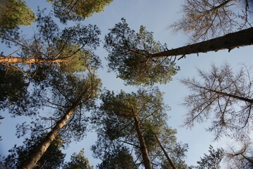 autumn season in Dolby forest, North York Moors National Park, Autumn leaf colour is a phenomenon that changes the colour of the leaf from green to Beautiful shades of yellow, orange, red & purple